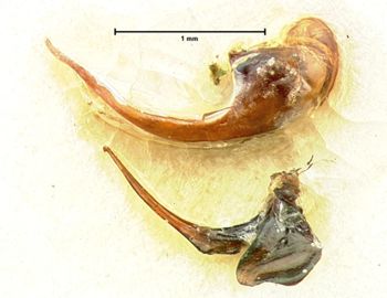 Media type: image;   Entomology 5679 Aspect: genitalia